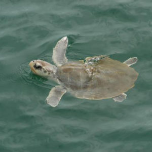 Sea Turtle Swimming Around Frying Pan Tower