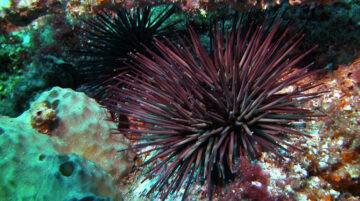 Sea Floor Protected Reef