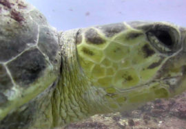 Sea turtle Saturday!