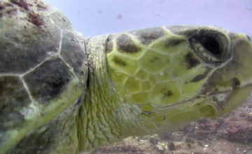 Sea turtle Saturday!