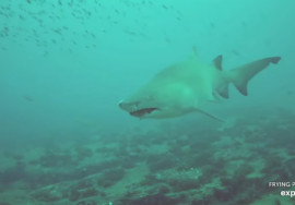 Explore Under Water Shark Cam