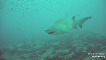 Explore Under Water Shark Cam